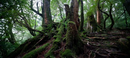 Yakushima 屋久島 , L’île qui a inspiré le film Princesse Mononoké